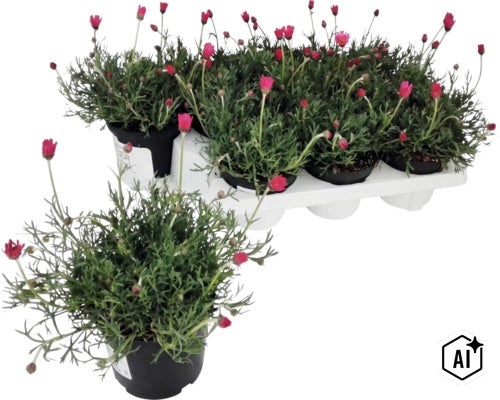Rhodanthemum aux fleurs roses en pot, avec un plateau de transport contenant cinq autres plantes en arrière-plan. (Image AI modified or generated)