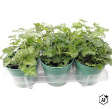 Trois géraniums odorants en pots sur un plateau de transport transparent (Image AI modified or generated)
