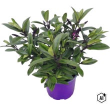 Véronique arbustive Hebe avec des feuilles vertes et des boutons floraux violets dans un pot de culture violet. (Image AI modified or generated)