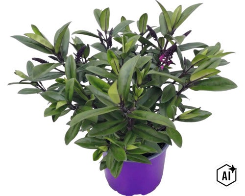 Véronique arbustive Hebe avec des feuilles vertes et des boutons floraux violets dans un pot de culture violet. (Image AI modified or generated)