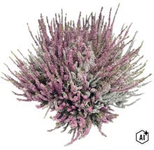 Callune multicolore Calluna vulgaris, plante de bruyère pour jardin et balcon. (Image AI modified or generated)
