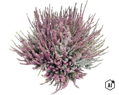 Callune multicolore Calluna vulgaris, plante de bruyère pour jardin et balcon. (Image AI modified or generated)