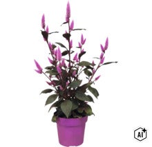 Plante de célosie avec des épis de fleurs violettes et des feuilles sombres dans un pot violet. (Image AI modified or generated)