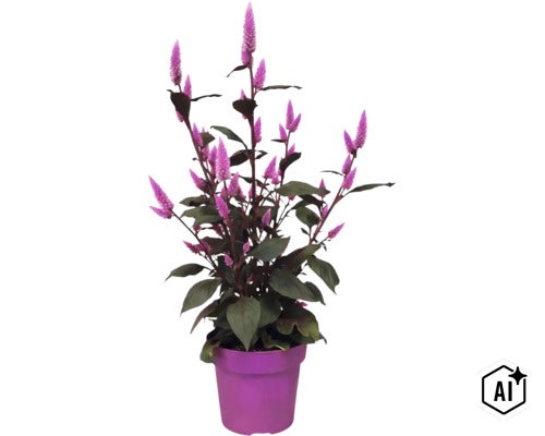 Plante de célosie avec des épis de fleurs violettes et des feuilles sombres dans un pot violet. (Image AI modified or generated)