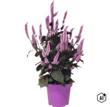 Célosie avec des épis de fleurs violettes plumeuses et des feuilles sombres dans un pot en plastique violet. (Image AI modified or generated)