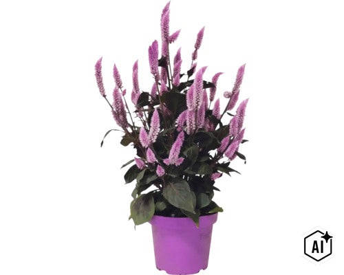Célosie avec des épis de fleurs violettes plumeuses et des feuilles sombres dans un pot en plastique violet. (Image AI modified or generated)
