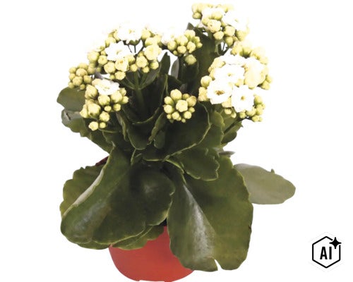 Kalanchoé avec des fleurs blanches et des feuilles vertes dans un pot (Image AI modified or generated)