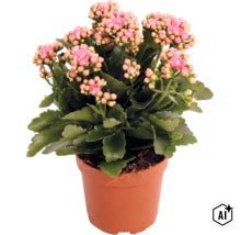 Flammendes Käthchen (Kalanchoe) im Pflanztopf mit zahlreichen Knospen und Blüten. (Image AI modified or generated)
