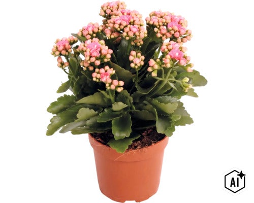Kalanchoé en pot de culture avec de nombreux boutons et fleurs. (Image AI modified or generated)