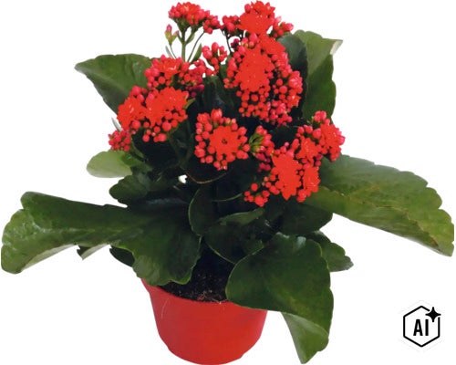 Plante Kalanchoé avec des fleurs rouges dans un pot rouge. (Image AI modified or generated)