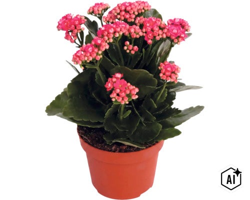 Kalanchoé avec fleurs roses dans un pot marron. (Image AI modified or generated)