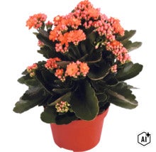 Plante d'intérieur Kalanchoe en fleurs dans un pot en plastique avec des feuilles vertes épaisses et des fleurs orange. (Image AI modified or generated)
