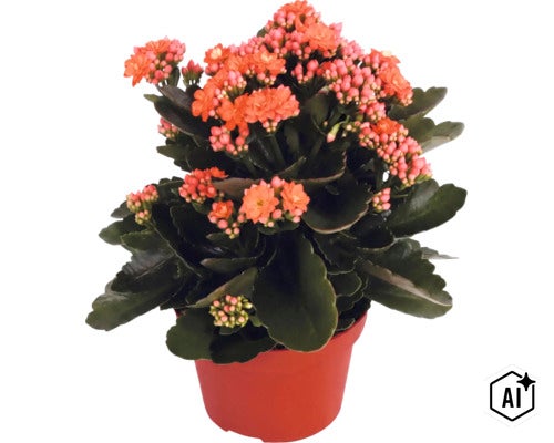Plante d'intérieur Kalanchoe en fleurs dans un pot en plastique avec des feuilles vertes épaisses et des fleurs orange. (Image AI modified or generated)
