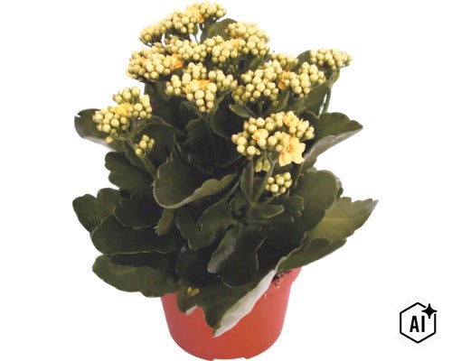 Kalanchoé en pot de culture avec fleurs jaunes et feuilles vertes (Image AI modified or generated)