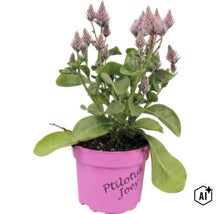 Ptilotus exaltatus Joey en pot plastique avec feuilles vertes et épis de fleurs plumeux. (Image AI modified or generated)