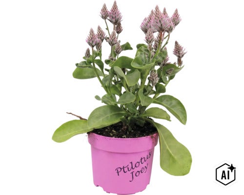 Ptilotus exaltatus Joey en pot plastique avec feuilles vertes et épis de fleurs plumeux. (Image AI modified or generated)