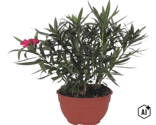 Laurier-rose avec des feuilles vertes et des fleurs rouges dans un pot marron. (Image AI modified or generated)
