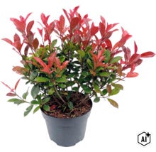 Glanzmispel Photinia fraseri in einem Kunststofftopf (Image AI modified or generated)