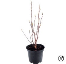 Un jeune arbuste avec des bourgeons dans un pot en plastique noir. (Image AI modified or generated)
