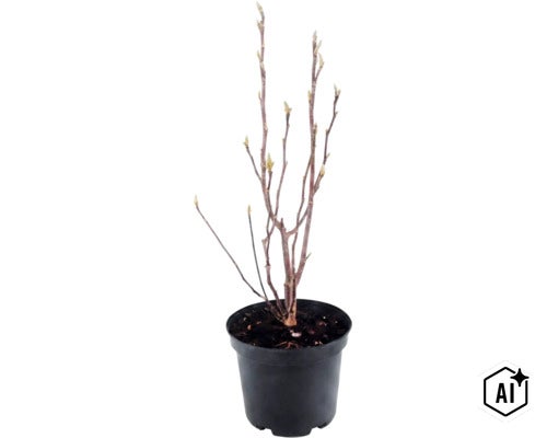 Un jeune arbuste avec des bourgeons dans un pot en plastique noir. (Image AI modified or generated)