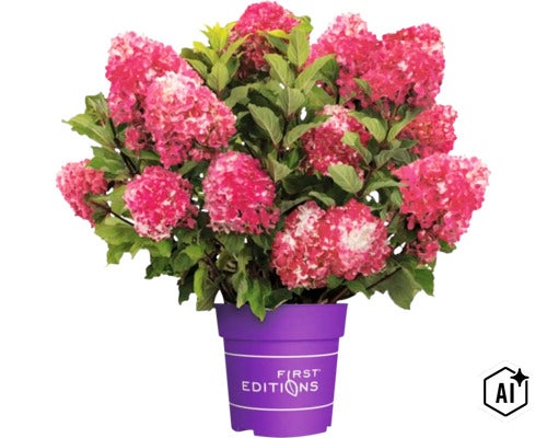 Rosa blühende Rispenhortensie in einem lila Pflanztopf mit First Editions Logo (Image AI modified or generated)
