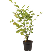 Une petite plante avec des feuilles vertes dans un pot en plastique noir.