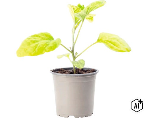Une jeune plante d aubergine dans un pot en plastique avec de la terre. (Image AI modified or generated)