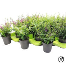 Plusieurs plantes Angelonia dans des pots en plastique sur un plateau de transport vert. (Image AI modified or generated)