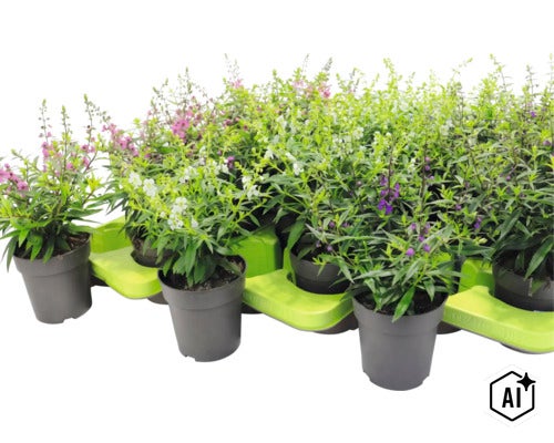 Plusieurs plantes Angelonia dans des pots en plastique sur un plateau de transport vert. (Image AI modified or generated)