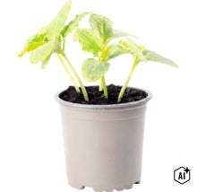 Jeune plante dans un pot en plastique avec du terreau (Image AI modified or generated)