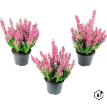 Trois plantes de bruyère Calluna avec des fleurs roses dans des pots en plastique noirs. (Image AI modified or generated)