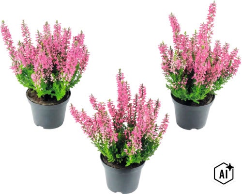 Trois plantes de bruyère Calluna avec des fleurs roses dans des pots en plastique noirs. (Image AI modified or generated)