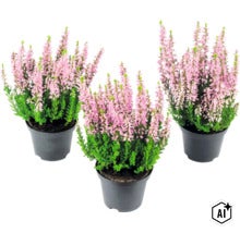 Trois pots de bruyère avec fleurs roses dans des pots en plastique. (Image AI modified or generated)