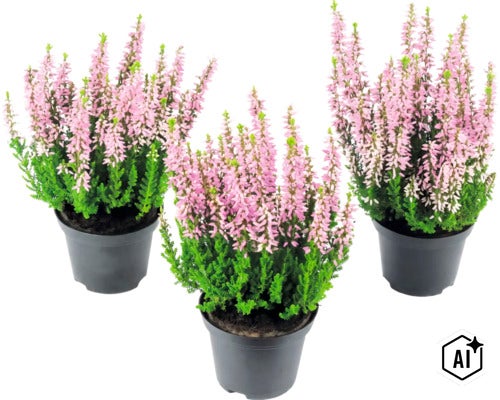 Trois pots de bruyère avec fleurs roses dans des pots en plastique. (Image AI modified or generated)