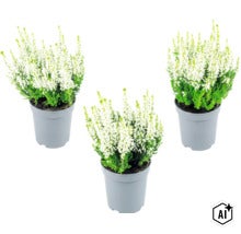 Trois bruyères callunes à fleurs blanches dans des pots en plastique gris (Image AI modified or generated)