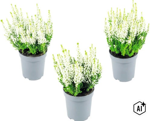 Trois bruyères callunes à fleurs blanches dans des pots en plastique gris (Image AI modified or generated)