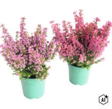 Deux pots de bruyère en fleurs dans des pots de plantes clairs. (Image AI modified or generated)