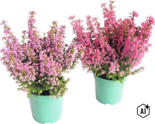 Deux pots de bruyère en fleurs dans des pots de plantes clairs. (Image AI modified or generated)