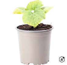 Un jeune plant de concombre dans un pot en plastique avec du terreau. (Image AI modified or generated)