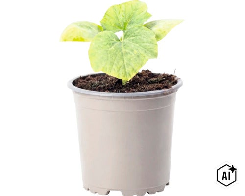 Un jeune plant de concombre dans un pot en plastique avec du terreau. (Image AI modified or generated)
