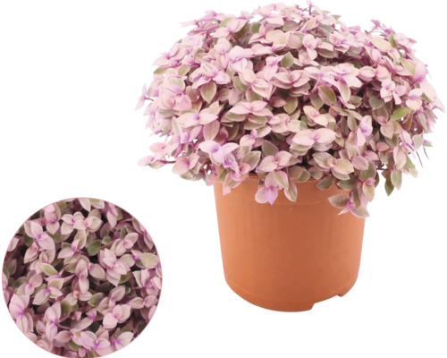 Callisia repens dans un pot en plastique avec un gros plan détaillé des feuilles.