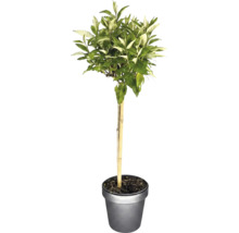Petit arbre sur tige avec des feuilles panachées vert et blanc dans un pot de fleurs avec tuteur.