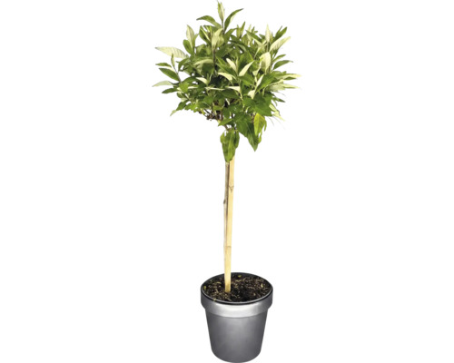 Petit arbre sur tige avec des feuilles panachées vert et blanc dans un pot de fleurs avec tuteur.