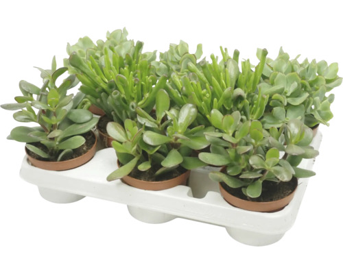 Ensemble de six plantes grasses en pots en plastique sur un plateau de culture blanc