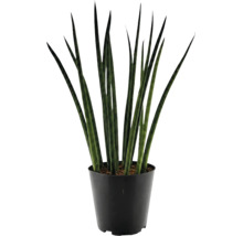 Plante d intérieur Sansevieria cylindrica dans pot en plastique