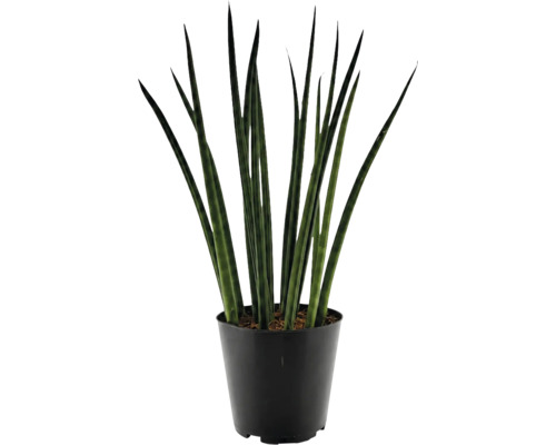 Plante d intérieur Sansevieria cylindrica dans pot en plastique