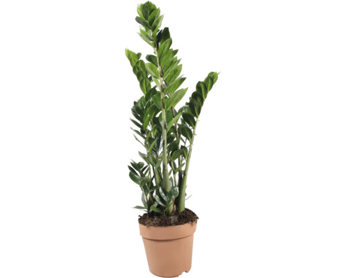 Plante d'intérieur Zamioculcas Zamiifolia dans un pot en plastique