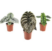 Trois plantes d intérieur Alocasia en pots avec des feuilles structurées