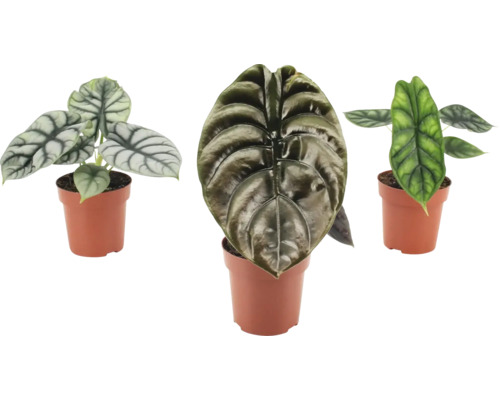 Trois plantes d intérieur Alocasia en pots avec des feuilles structurées