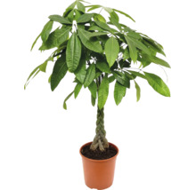 Pachira aquatica arbre de fortune avec tronc tressé dans un pot en plastique comme plante d'intérieur